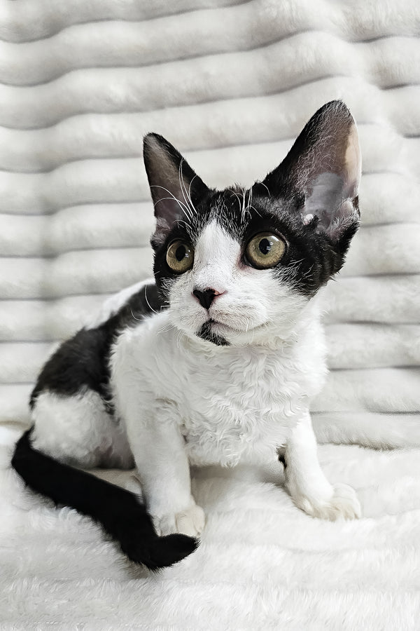 Alla | Devon Rex Kitten