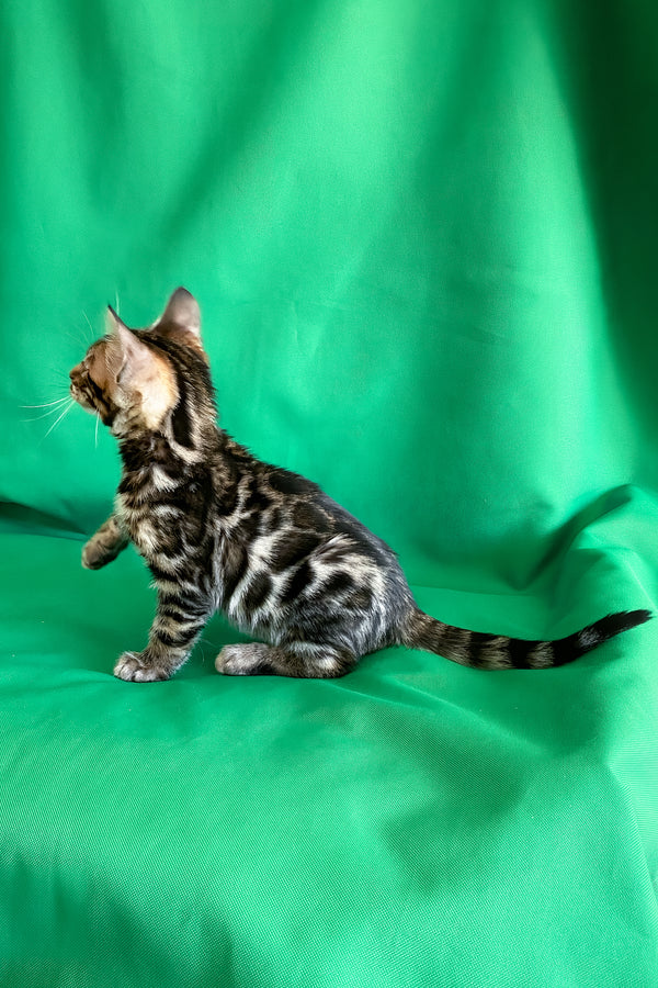Alli | Bengal Kitten