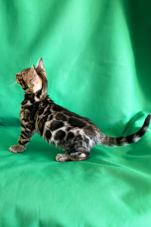 Alli | Bengal Kitten