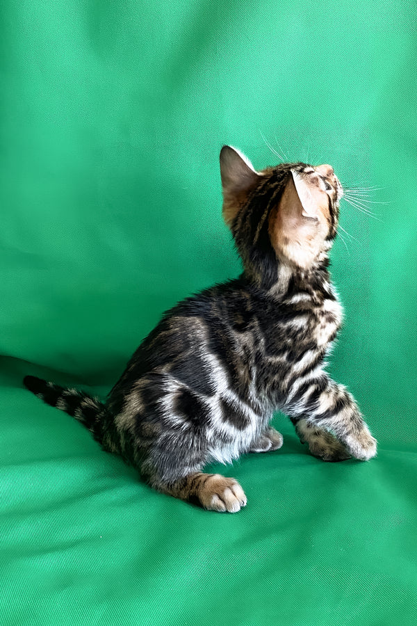 Alli | Bengal Kitten