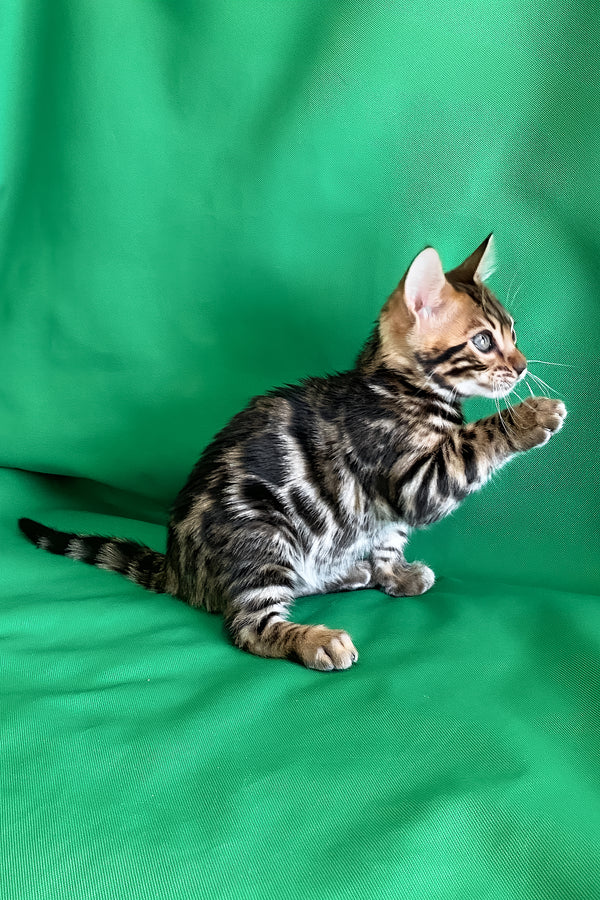 Alli | Bengal Kitten
