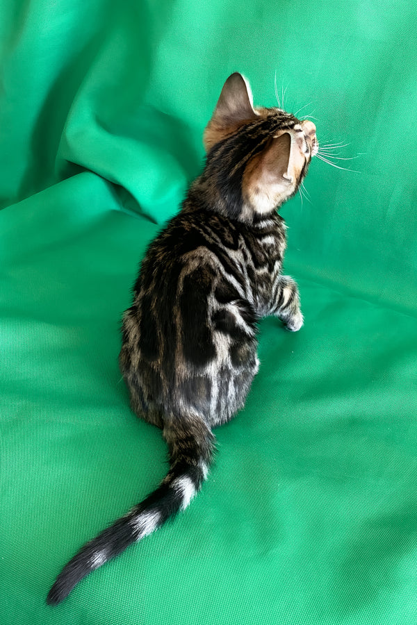 Alli | Bengal Kitten