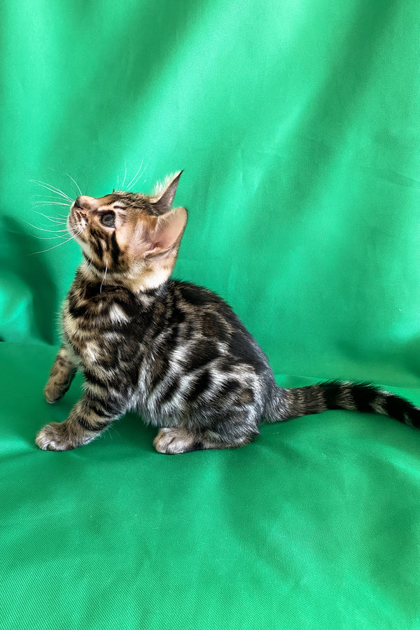 Alli | Bengal Kitten