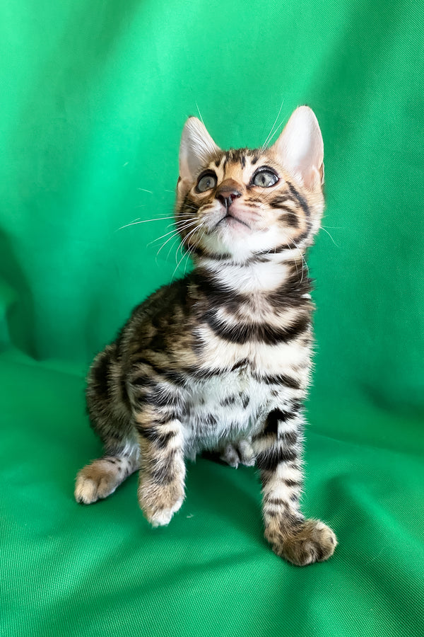 Alli | Bengal Kitten