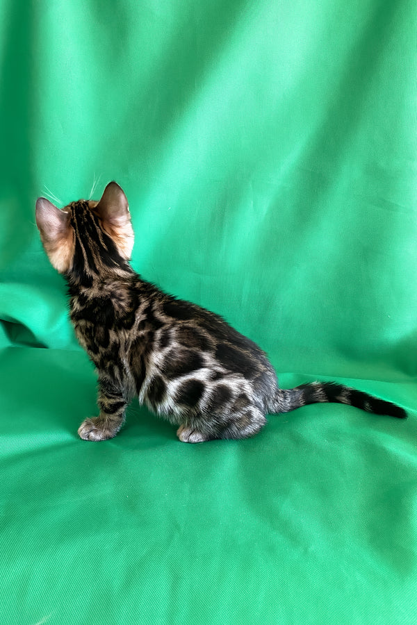 Alli | Bengal Kitten