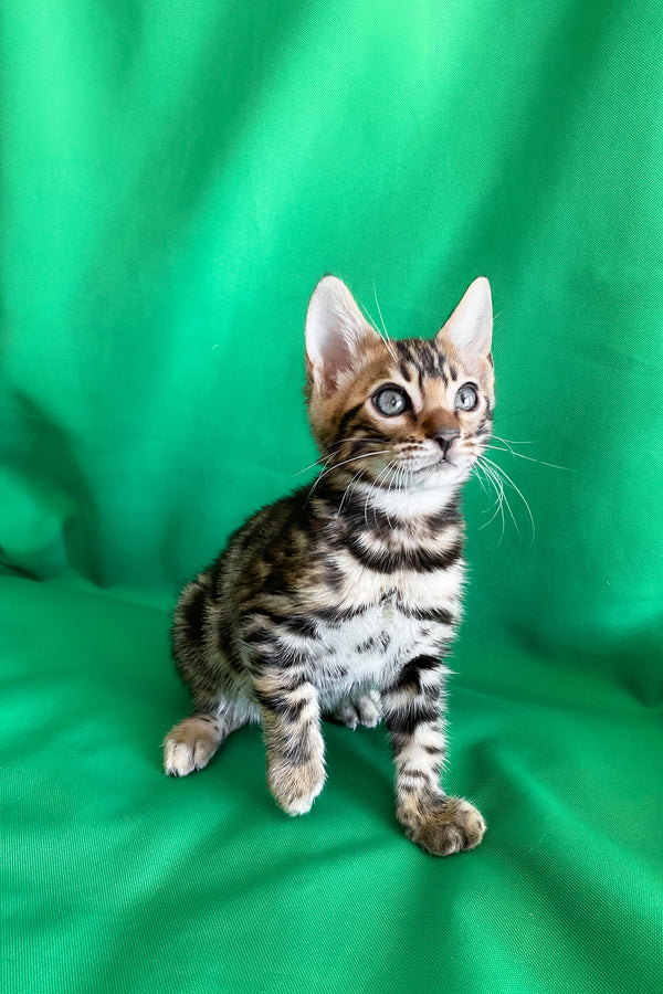 Alli | Bengal Kitten
