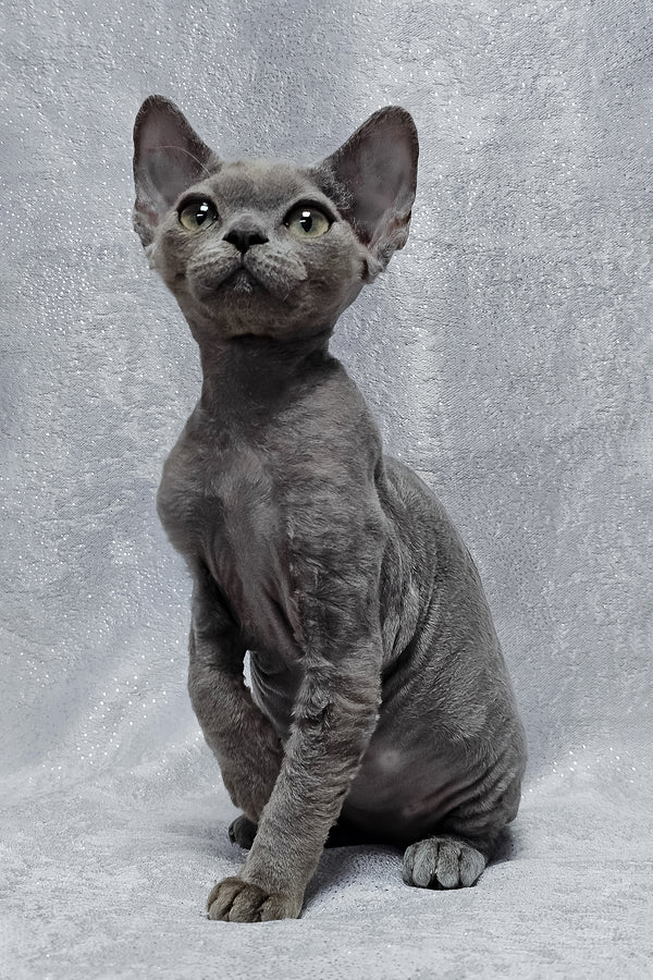 Alsoy | Devon Rex Kitten