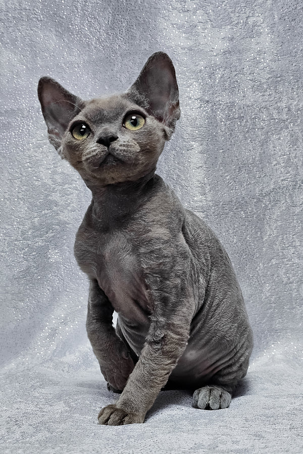 Alsoy | Devon Rex Kitten