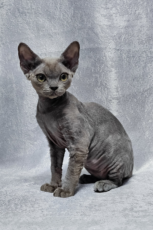 Alsoy | Devon Rex Kitten