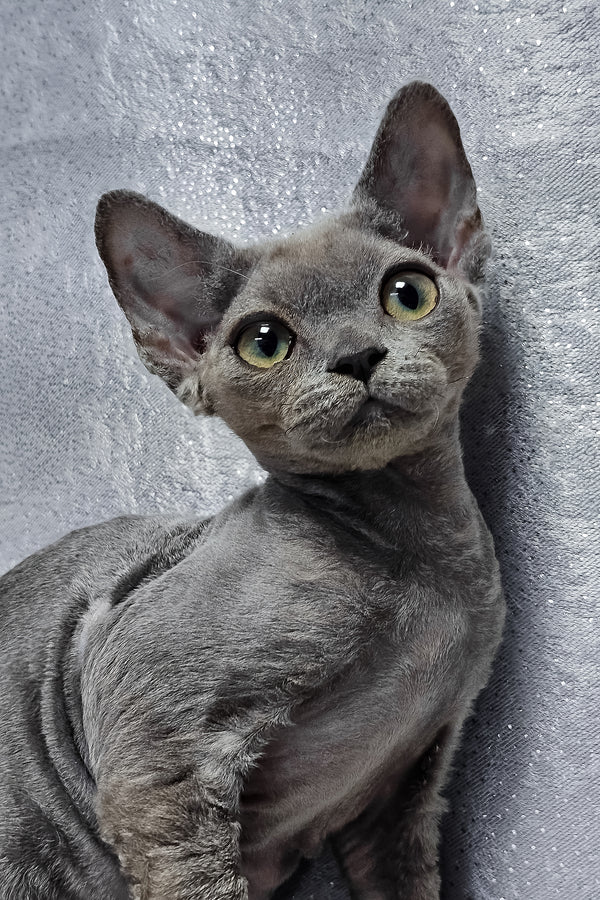 Alsoy | Devon Rex Kitten