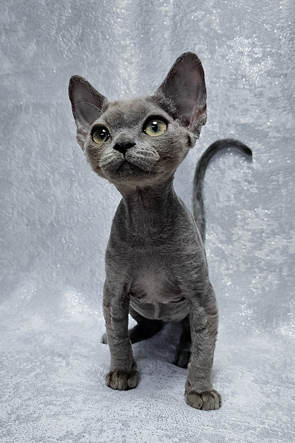 Alsoy | Devon Rex Kitten