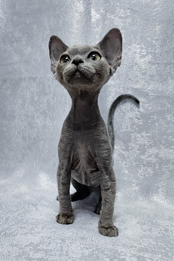 Alsoy | Devon Rex Kitten