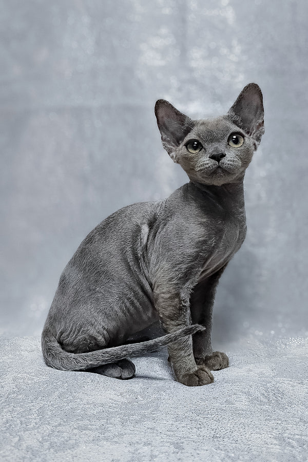 Alsoy | Devon Rex Kitten