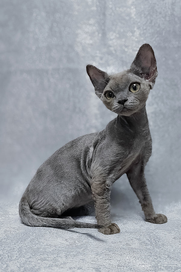 Alsoy | Devon Rex Kitten