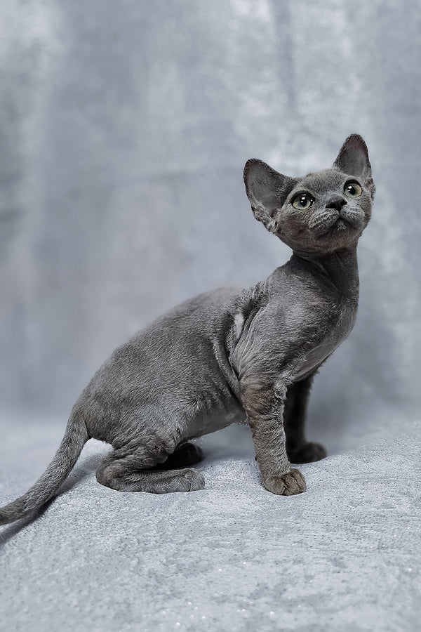 Alsoy | Devon Rex Kitten