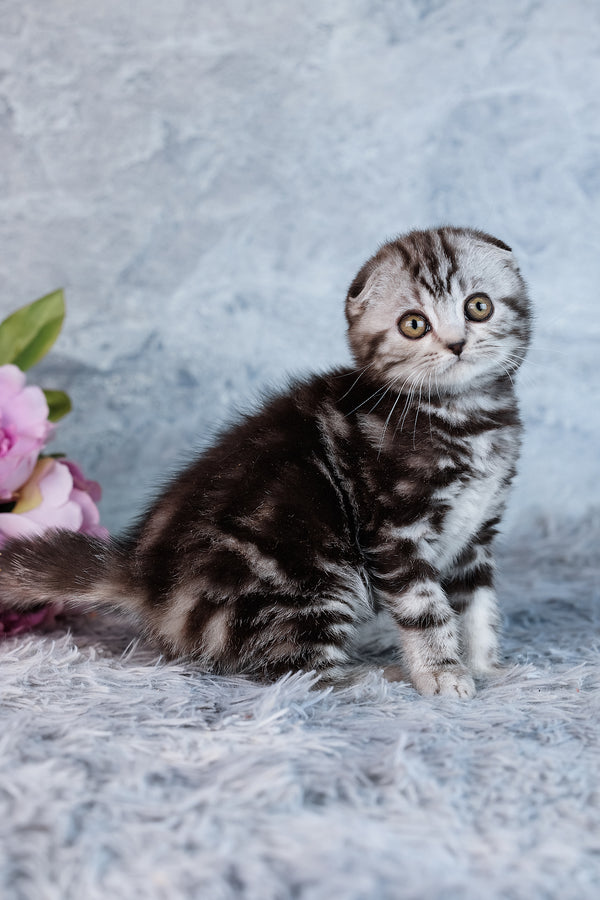 Amelia | Scottish Fold Kitten