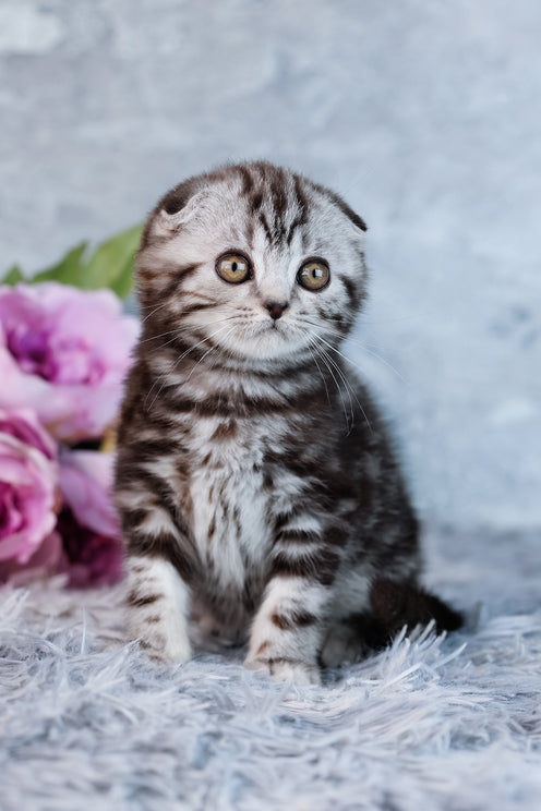 Amelia | Scottish Fold Kitten
