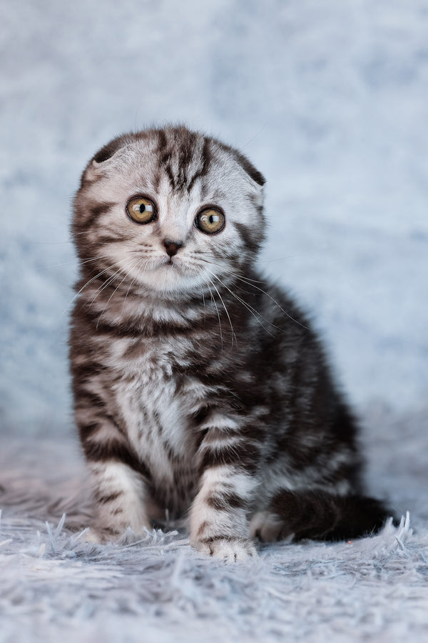 Amelia | Scottish Fold Kitten