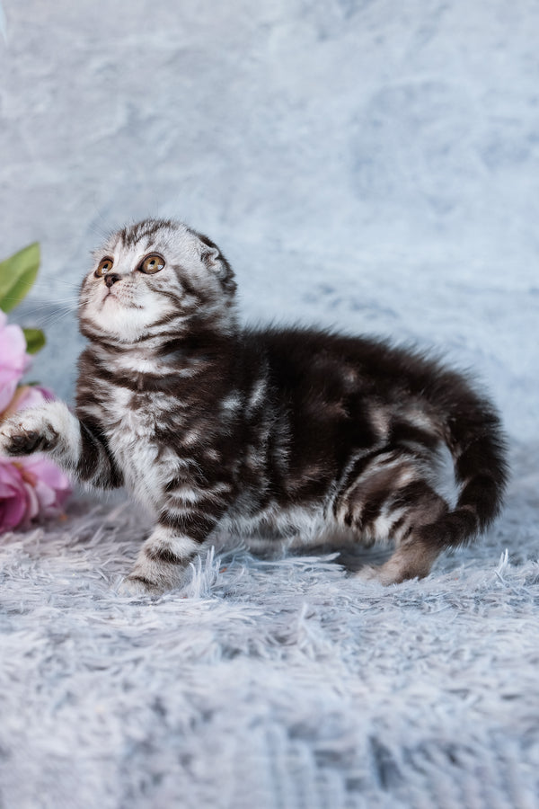 Amelia | Scottish Fold Kitten