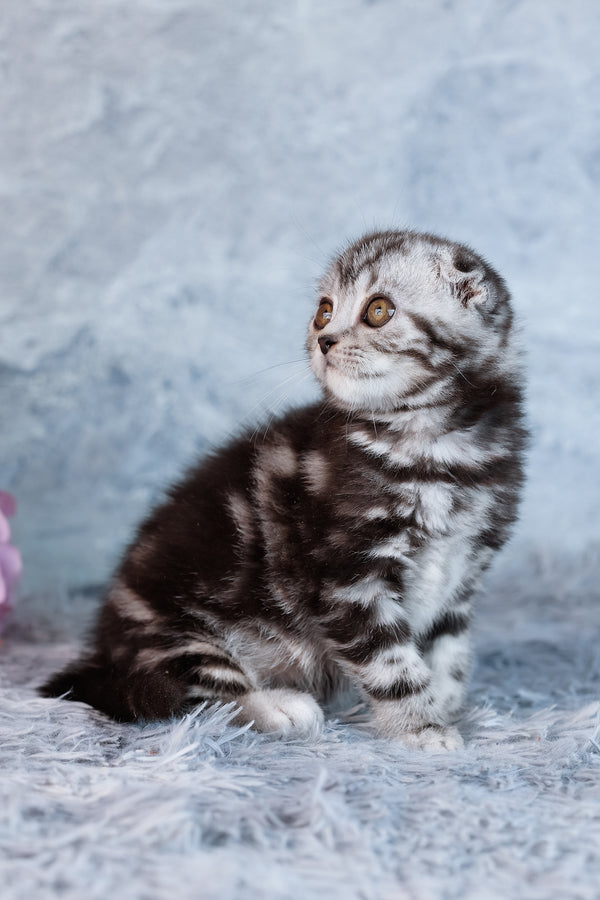 Amelia | Scottish Fold Kitten