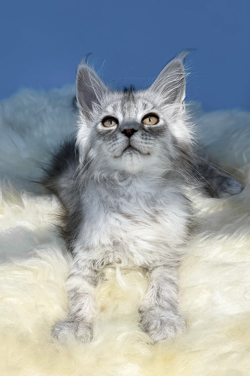 Amin | Maine Coon Kitten