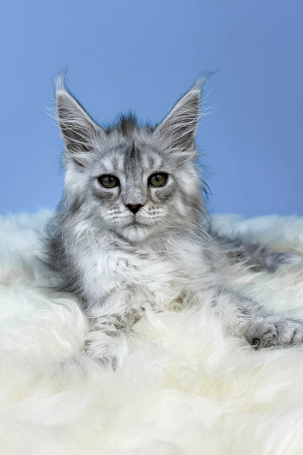 Amin | Maine Coon Kitten