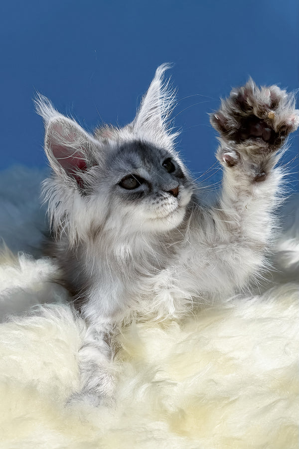 Amin | Maine Coon Kitten