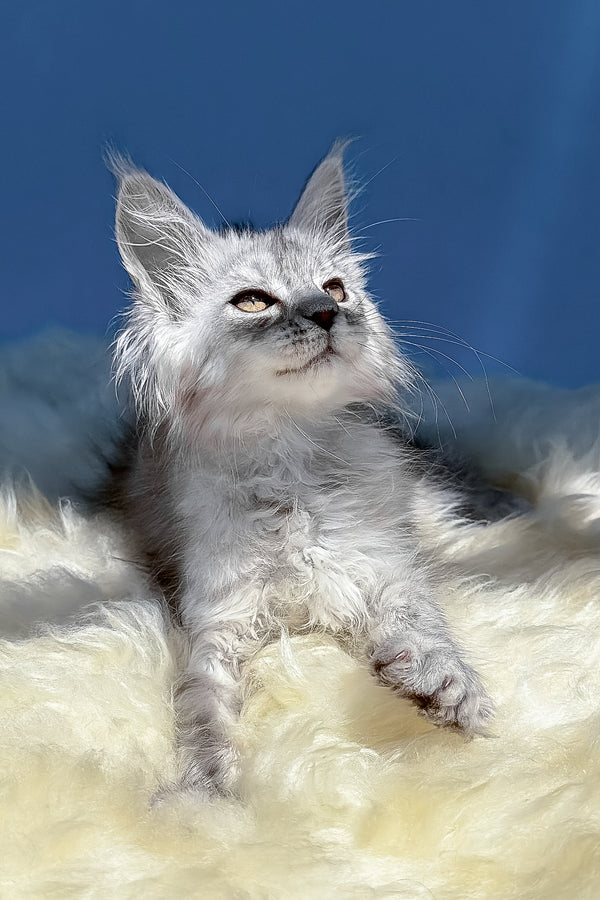 Amin | Maine Coon Kitten
