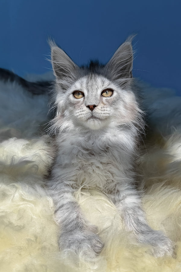 Amin | Maine Coon Kitten