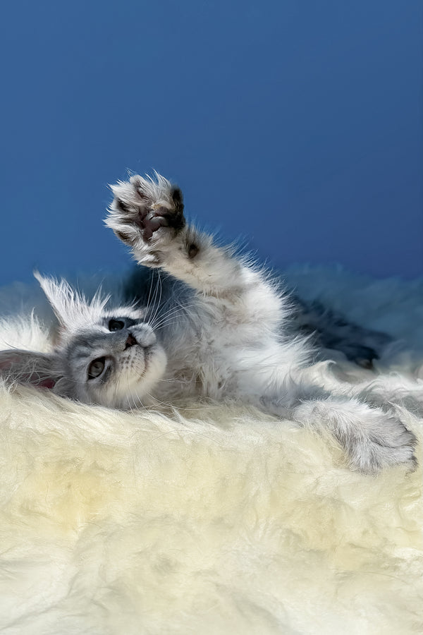 Amin | Maine Coon Kitten