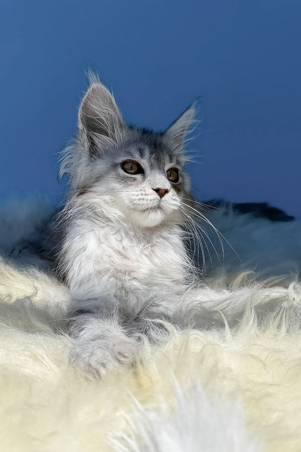 Amin | Maine Coon Kitten