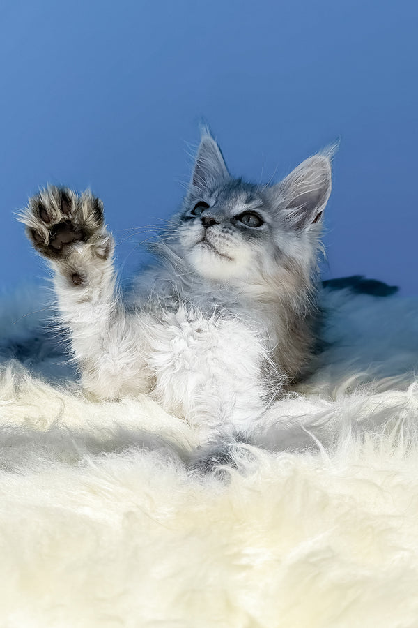 Amin | Maine Coon Kitten