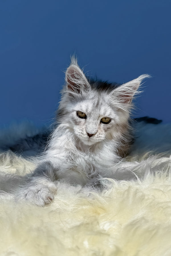Amin | Maine Coon Kitten