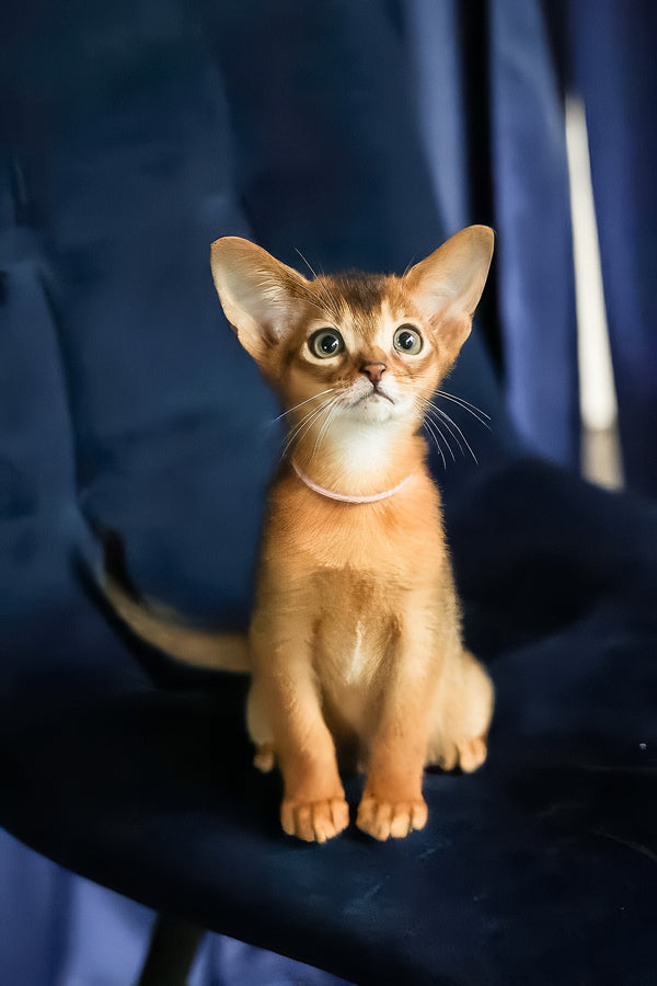 Amira | Abyssinian Kitten