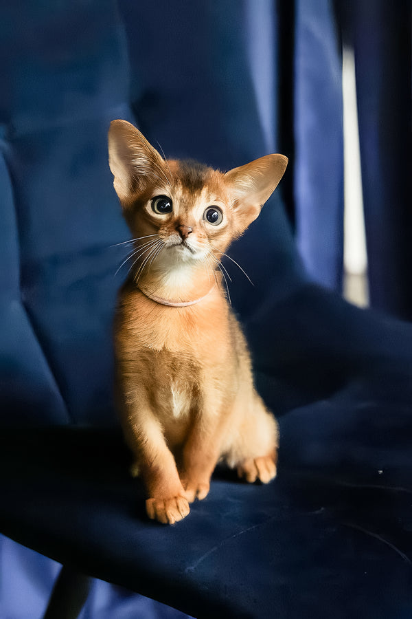 Amira | Abyssinian Kitten