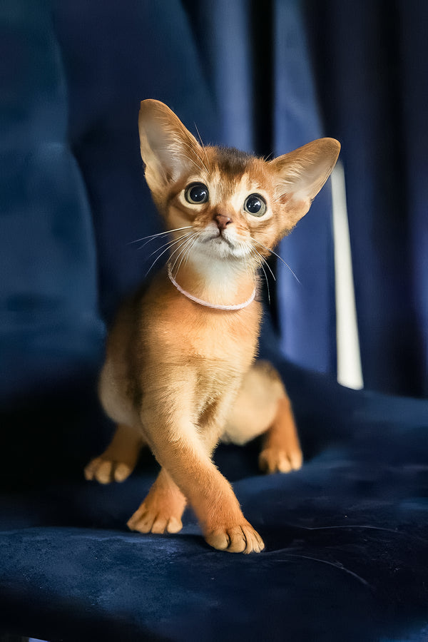Amira | Abyssinian Kitten