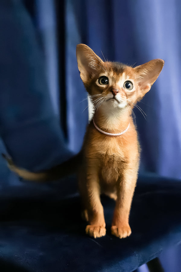Amira | Abyssinian Kitten