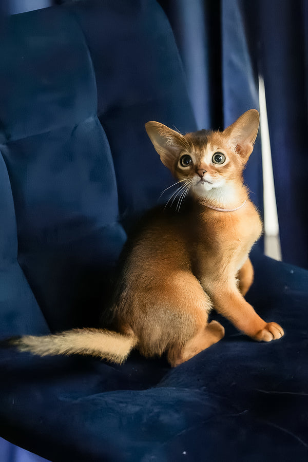 Amira | Abyssinian Kitten