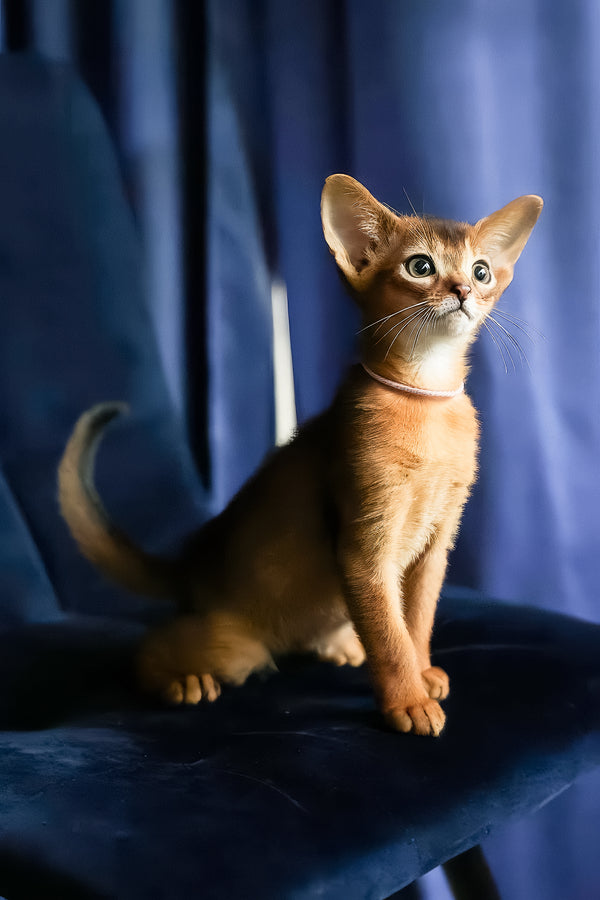 Amira | Abyssinian Kitten