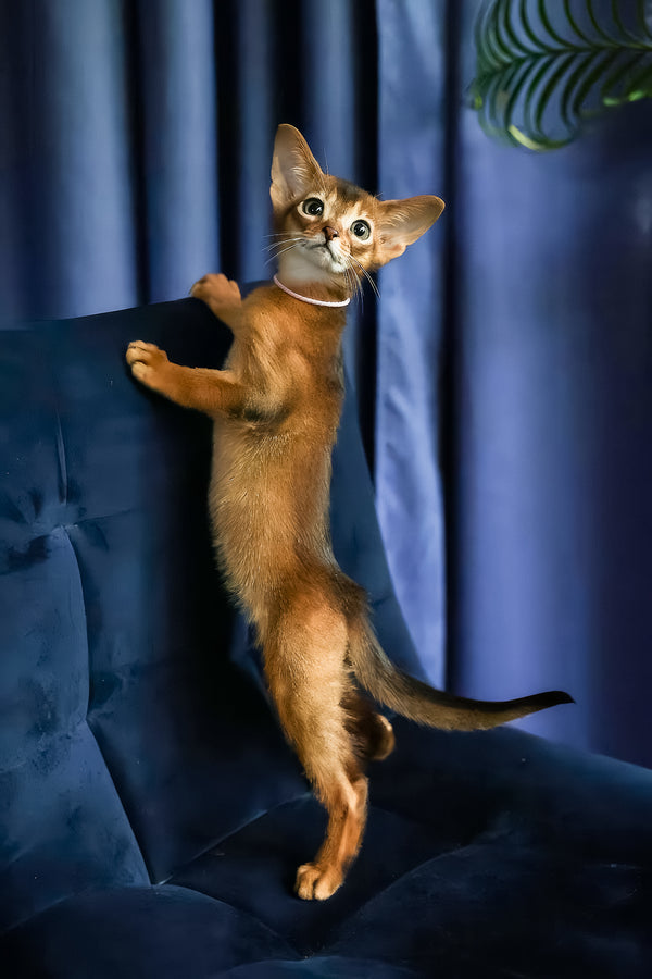 Amira | Abyssinian Kitten