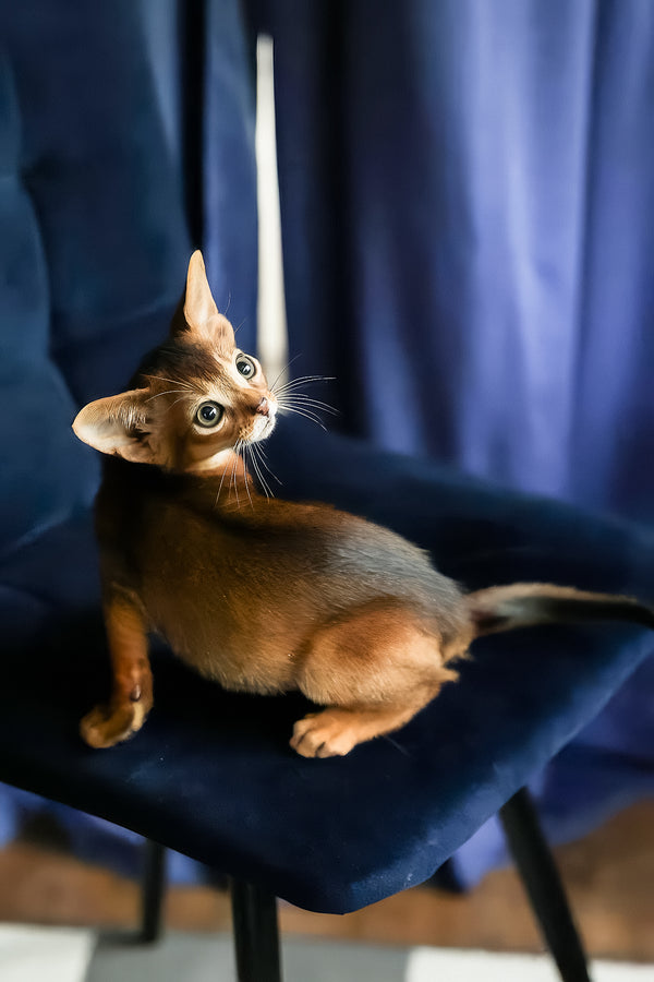 Amira | Abyssinian Kitten