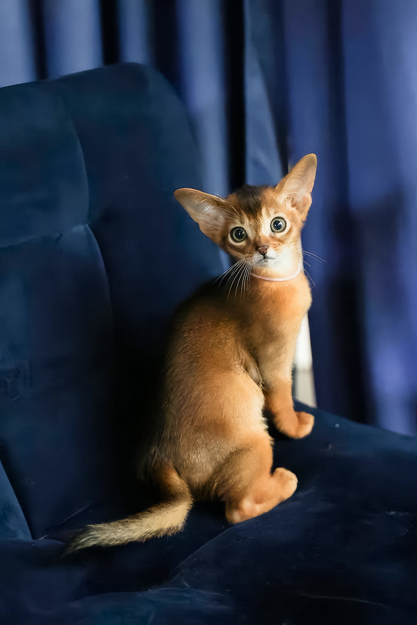 Amira | Abyssinian Kitten