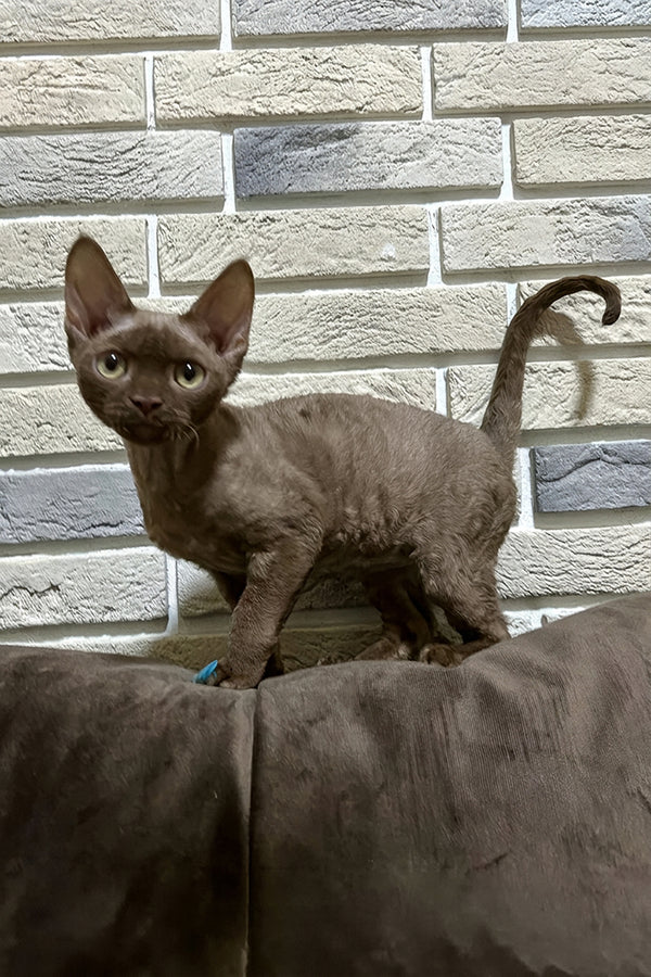 Amur | Devon Rex Kitten