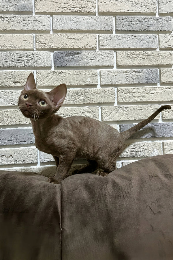 Amur | Devon Rex Kitten