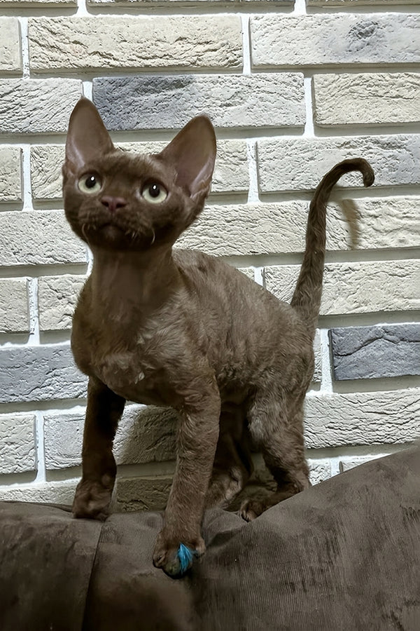 Amur | Devon Rex Kitten