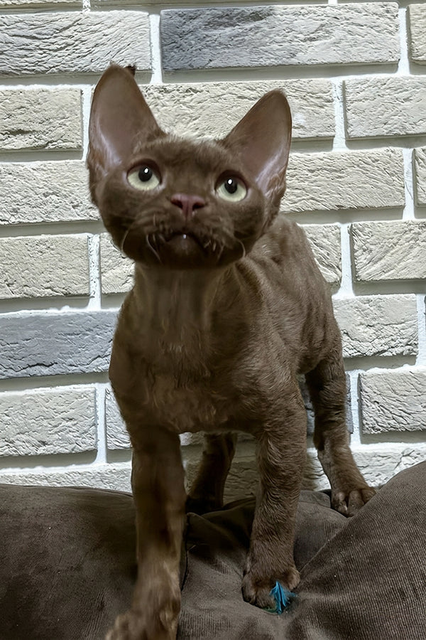 Amur | Devon Rex Kitten