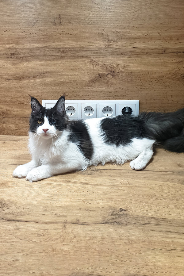 Angel | Maine Coon Kitten