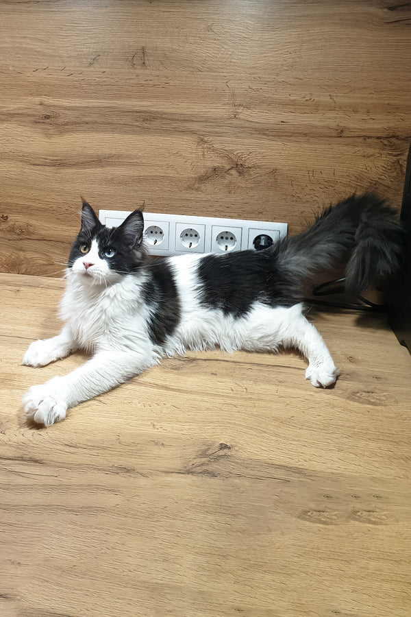 Angel | Maine Coon Kitten