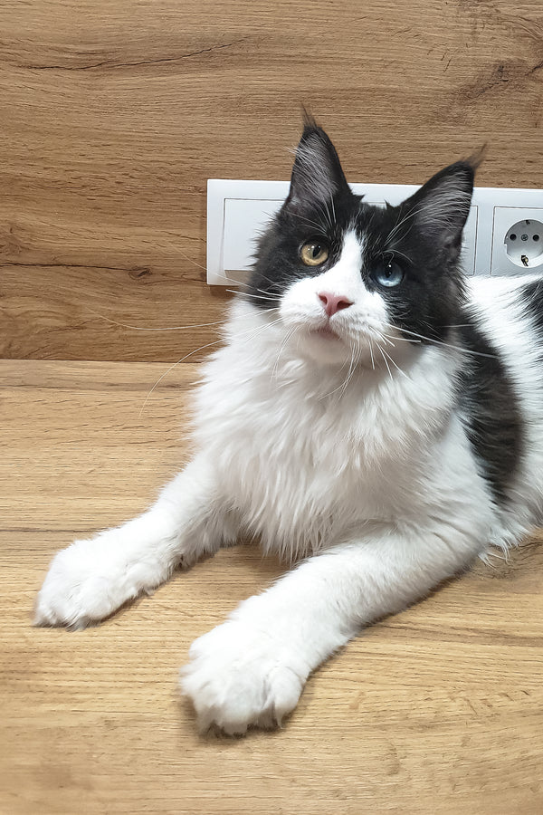 Angel | Maine Coon Kitten