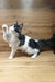 Angel | Maine Coon Kitten